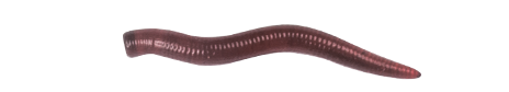 Vinilos LureMax CURLY WORM