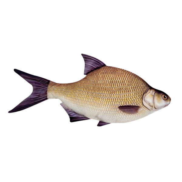 COJIN BREMA 70CM